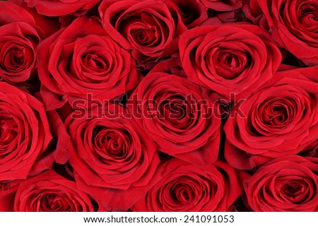 Background blossoms of red roses on Valentine\'s or mothers day