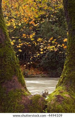 Scene of an autumn forest and water stream framed through a V-shaped tree