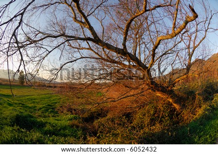 Image shows a wild shaped tree in a Greek countryside setting
