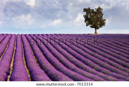 Image shows a  lavender field in Provence, France, with a lone tree in the background