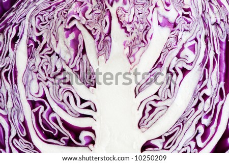 Image of a red cabbage contour revealing a tree-shaped abstract