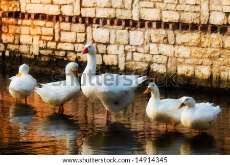 A family of geese standing in a row at the edge of a pond. The wall behind them reflects warm late afternoon colours.