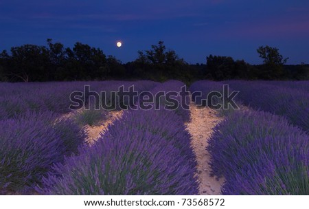 Lavender field in Provence, France, photographed under the moonlight in a warm summer evening