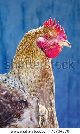 Closeup image of a hen against a blue wooden surface
