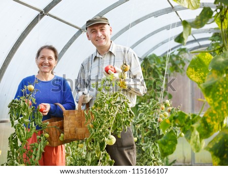 adult men and women harvest tomatoes