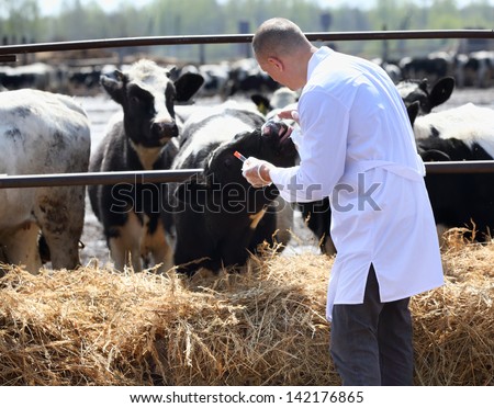 a man in a white coat takes analyzes the cows on the farm