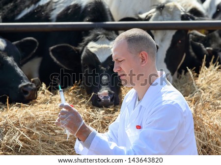 Male Doctor Holding A Syringe On A Background Of A Farm Cows