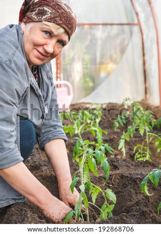 adult woman tomato plants in the ground Greenhouses