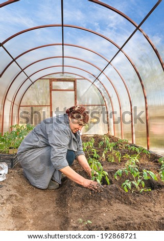 woman planting tomato seedlings in the ground Greenhouses
