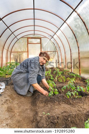 woman tomato plants in the ground Greenhouses