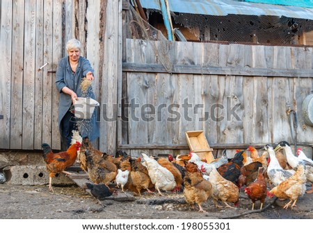 farmer woman with a bucket of feed poultry chickens and geese