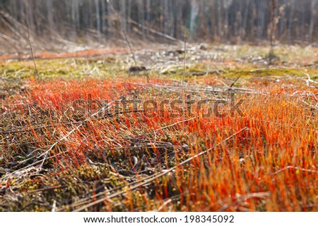 Plot with sprouts red spring grass moss closeup