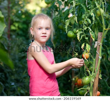 little girl in a greenhouse tomato harvests