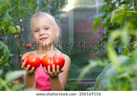 little girl in a greenhouse tomato harvests