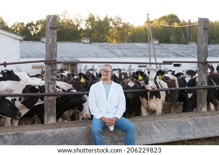 veterinarian man in a white coat on  farm cow
