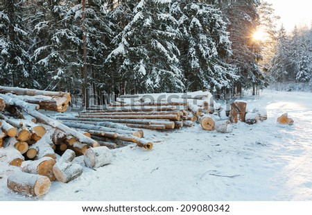 logging in the winter forest
