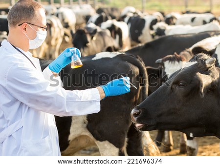 doctor  physical examination of  animal on farm