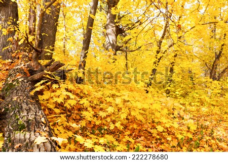 maple forest in autumn