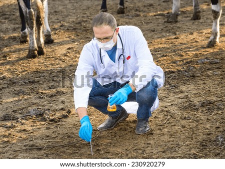 Veterinarian  inspects organic material on the ranch cows