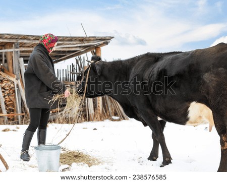 woman farmer in winter clothes fed cows
