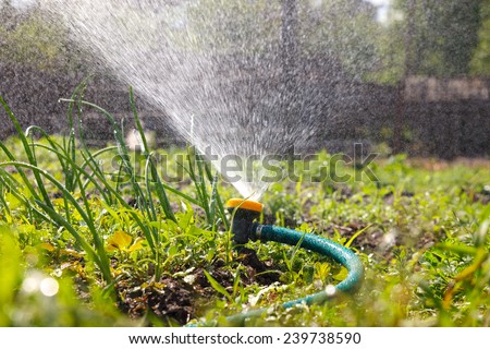 Watering garden equipment  sprinkler hose for irrigation plants.  Sprayer water on the vegetable.
