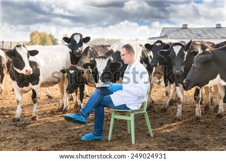 Veterinary Doctor working on a laptop  on farm cows