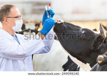 veterinarian examines   animal on the ranch cows