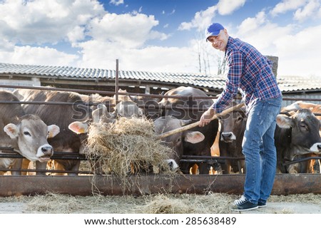 male farmer feeding cows hay outdoors
