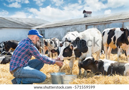 Portrait of Farmer feeding cows in farm