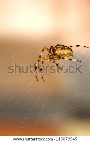 Close-up of Garden Spider (araneus diadematus) on the orb web