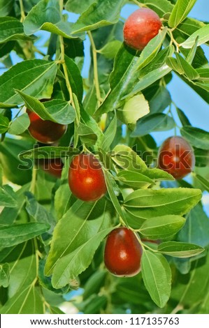 Jujube fruits ripened on the tree