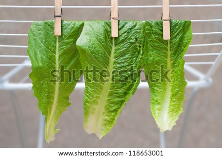 Lettuce leaves pinned on clothes drying rack