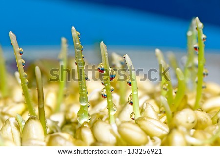 Wheat germ heap with dewdrops reflecting details on blue background