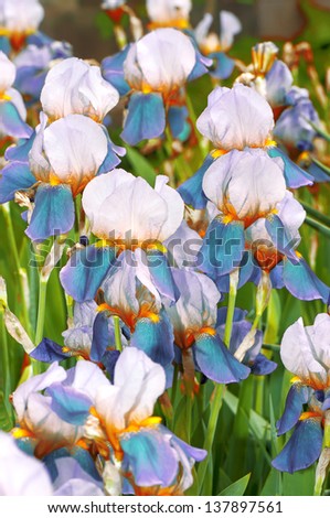 Iris blue fantasy, flowers on flowerbed