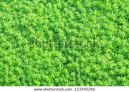 Sedum, green texture with dew drops under sunshine