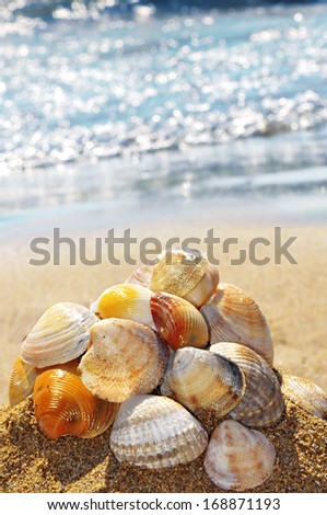 Sea shell pile on the sandy beach with blurred see on background