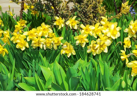 Yellow narcissus on landscaping design flower bed