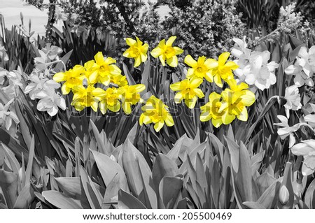 Yellow narcissus on landscaping design flower bed yellow black white