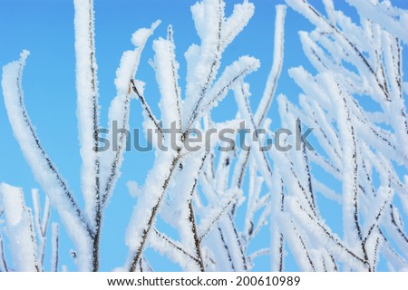 Tree Branches Covered with White Frost against a Blue Sky