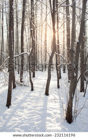 winter background of snowy forest, sprays of light shining through tree branches
