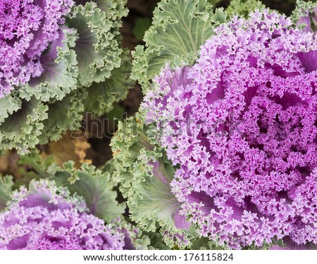 Decorative purple cabbage or kale