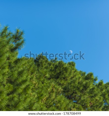 waxing / waning crescent moon phase with silhouette forest pine trees and midnight blue sky cresent