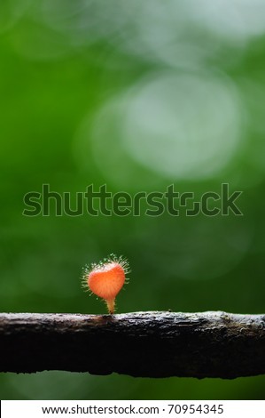 Wet hair mushroom with green bouquet background