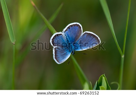Glaucopsyche Lygdamus Silvery Blue Butterfly On Grass S