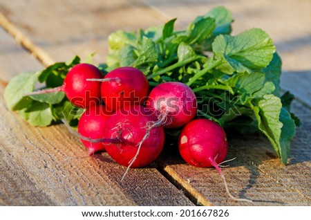 Close up of radishes on a wooden table freshly harvested. Soft focus
