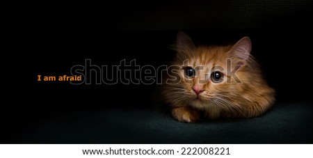 adorable scared red cat on a black background