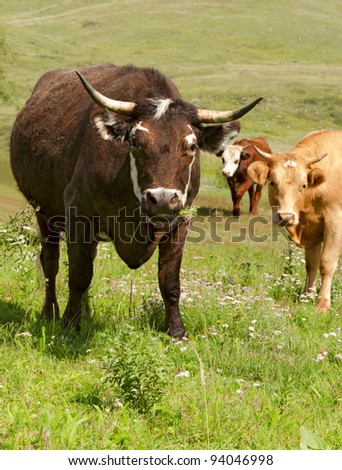 Bull and cows are grazed on a summer meadow