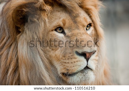 Lion head close up portrait