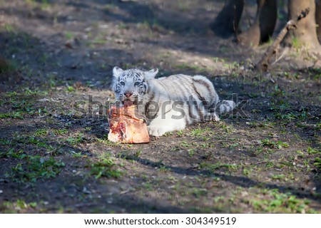 White tiger cub playing