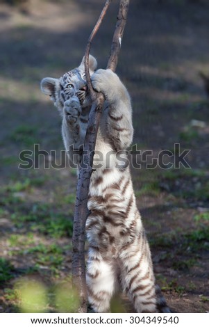 White tiger cub playing
